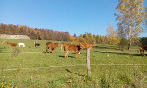 ruzne 002